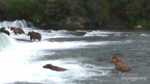 Wonderful live cam of bears for several months, Brooks Falls, Alaska