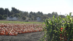 An Elegant Touch of Strings duo performed at this working farm, Ardenwood in Fremont