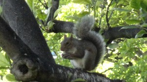 Little squirrel where we played a string quartet at the beautiful Mission Santa Clara