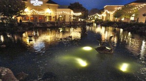 Lucky ducks at the Blackhawk Plaza's pond, just below the Behring Museum 