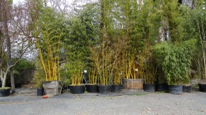 Bamboo nursery