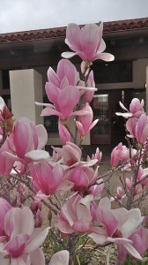 An Elegant Touch of Strings Quartet likes flowers!