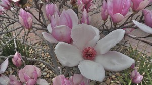 An Elegant Touch of Strings enjoys these beautiful flowers in the garden of the Martinelli Center in Livermore