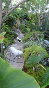 Here's my two little dogs sniffing out a possum we have that lives behind the waterfall. No worries as they'll never get him/her. The possum is smart and I have a gate and only open it when I'm back here. 