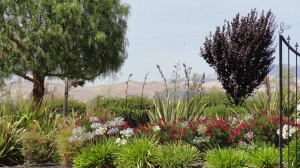 The view from the back of the property overlooking the Diablo hills. An Elegant Touch of Strings quartet.