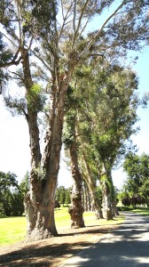 I really liked this grand stand of trees leading to the 5th tee where An Elegant Touch of Strings performed