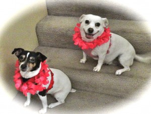 Jackie and Bonnie, members, sort of, of An Elegant Touch of Strings Quartet