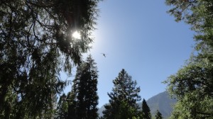 Helicopter heading out for a rescue