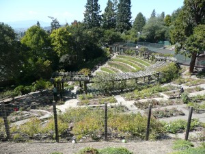 The Berkeley Rose Garden, An Elegant Touch of Strings string quartet, trio, duo, solo