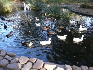 An Elegant Touch of Strings gets there early to  enjoy a beautiful pond across from the El Dorado Hotel