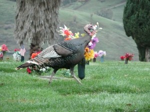 This turkey is just one of a very large extended family it seems. What a haven for wild turkeys! I'd say this one is enjoying his stroll on the grassy turf.