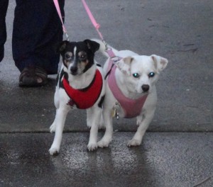 Jackie and Bonnie enjoy their trip to Rio Vista