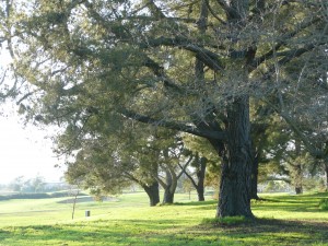 Beautiful winter day in Napa for a wedding. We perform as a string solo, string duo, string trio and string quartet.