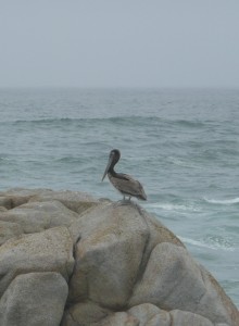 Another relaxing minute as this bird takes a break from his hard job of fishing all day to perhaps enjoy the tourists