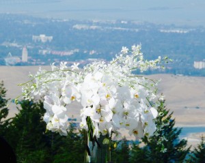 Beautiful orchids as the foreground for our Woodside wedding. We can peform as a string quartet, a string trio, string duo and solo violin.