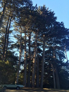 Trees at the community center where we performed as a violin duet 