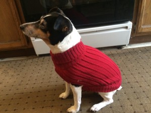 Jackie, one of my two Jack Russells